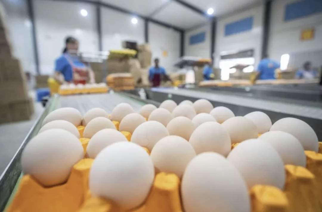 FDA最高警报！全美2000万鸡蛋染菌，Walmart、Safeway等紧急下架。