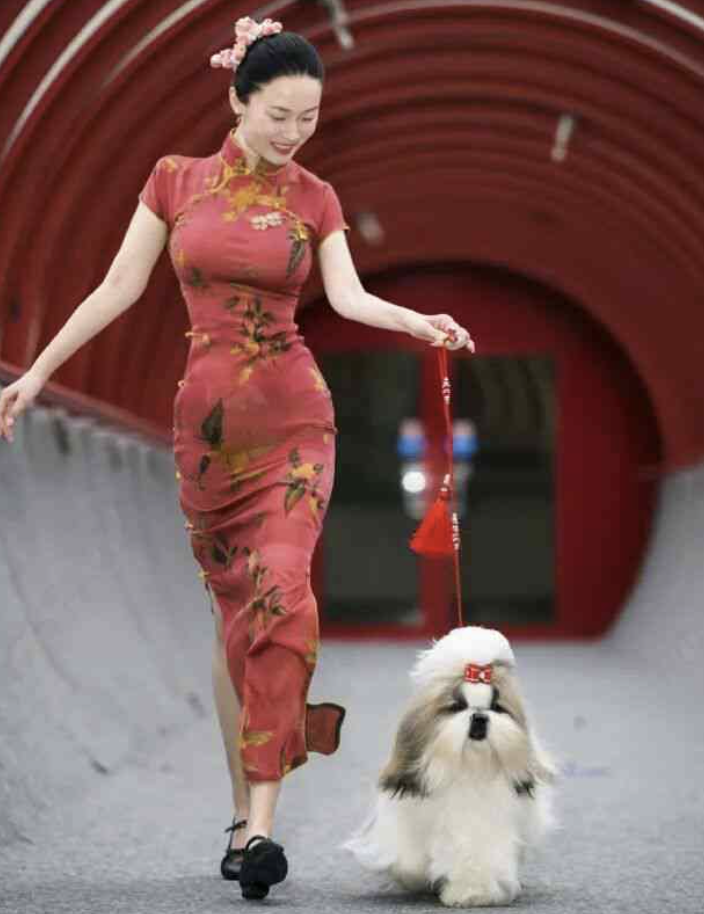 中国女星穿旗袍牵爱犬参加国际犬赛，获得总冠军！