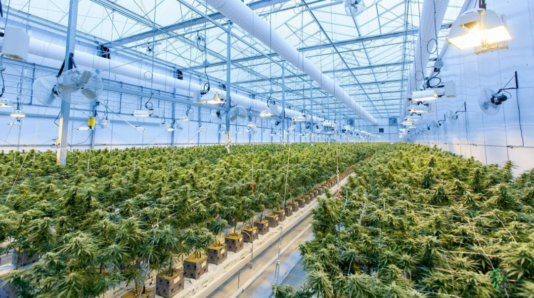 涉大麻轻罪险遭遣返 华人拿回绿卡成功留美！