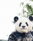 湖畔的印象