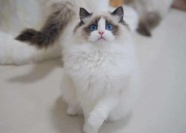 Cuties布偶猫舍