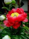 huasheng