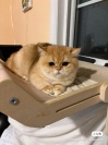 Kitty Zen