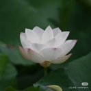 白允儿