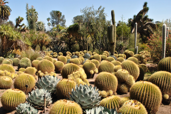沙漠植物园 DESERT BOTANICAL GARDEN