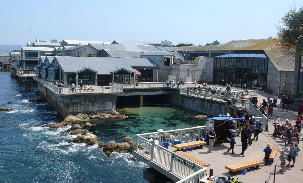 Monterey Bay Aquarium 蒙特雷湾水族馆：探索海洋奇观的门户