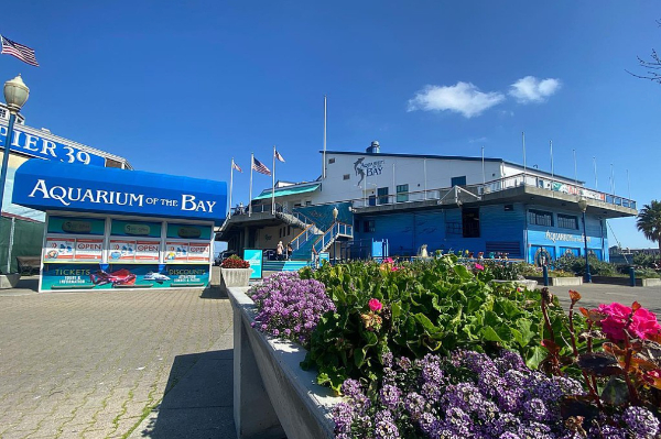 Aquarium of the Bay 湾区水族馆：探索旧金山湾的海洋奇观