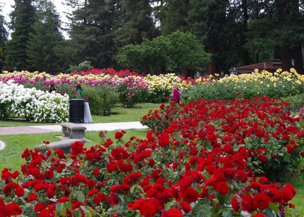 Municipal Rose Garden 圣何塞市立玫瑰园：花香四溢的美丽绿洲