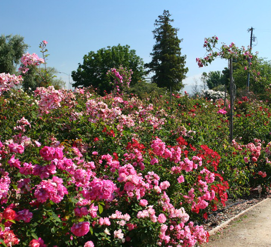 San Jose Heritage Rose Garden 圣何塞遗产玫瑰园：传承与美丽的融合
