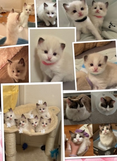 布偶小奶猫,一个多月,自己会用猫砂,已经断奶,现仅剩最后两只