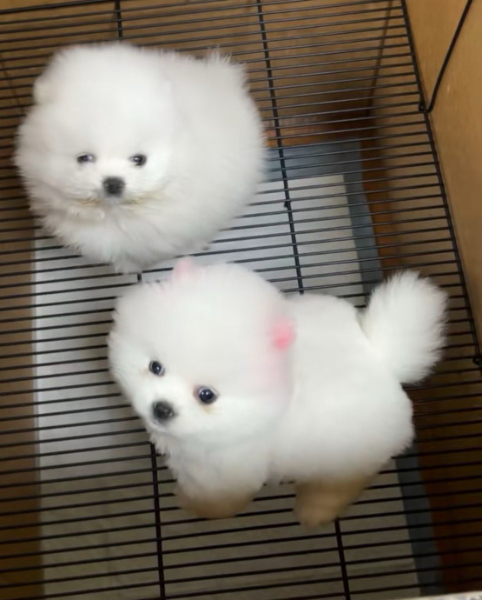 宠物狗送人
