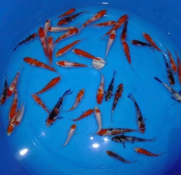 锦鲤出售