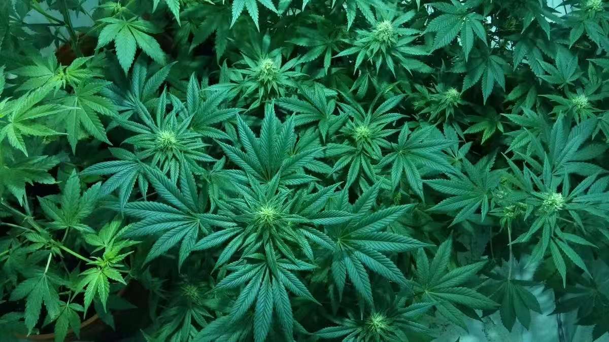 大量中国人在美非法种大麻！取代墨西哥人成“新霸主”
