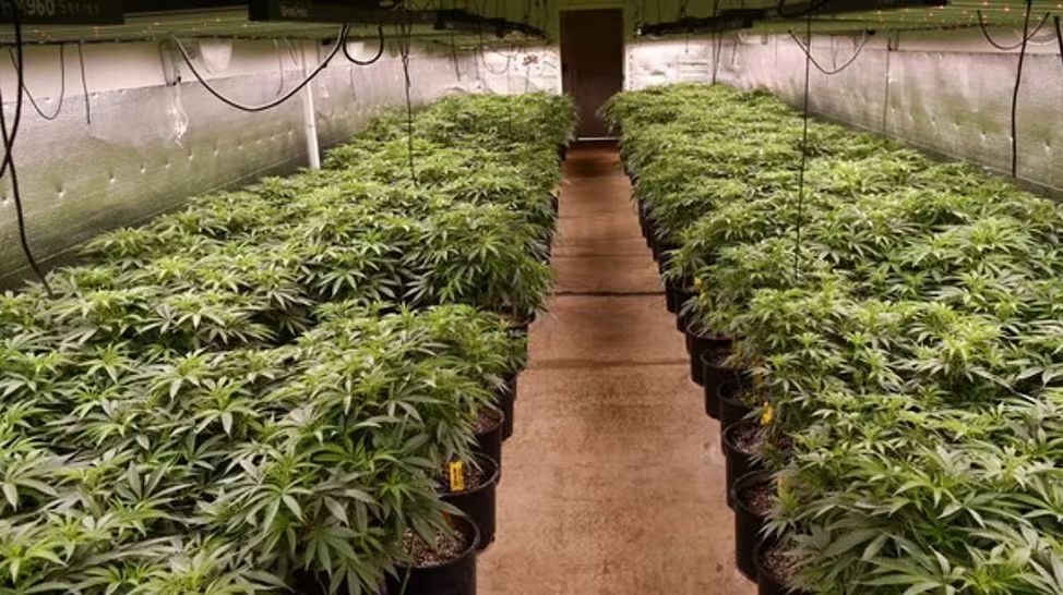 华人团伙操控“傀儡业主”非法种大麻！20人被捕！