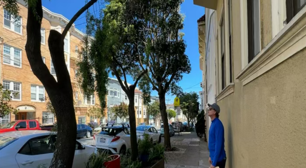 刚买的房子，剪了门口几棵树，竟被罚5万美元！美国房主彻底懵了…